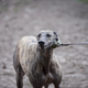 Image for article titled Dog Racing Died Without A Funeral
